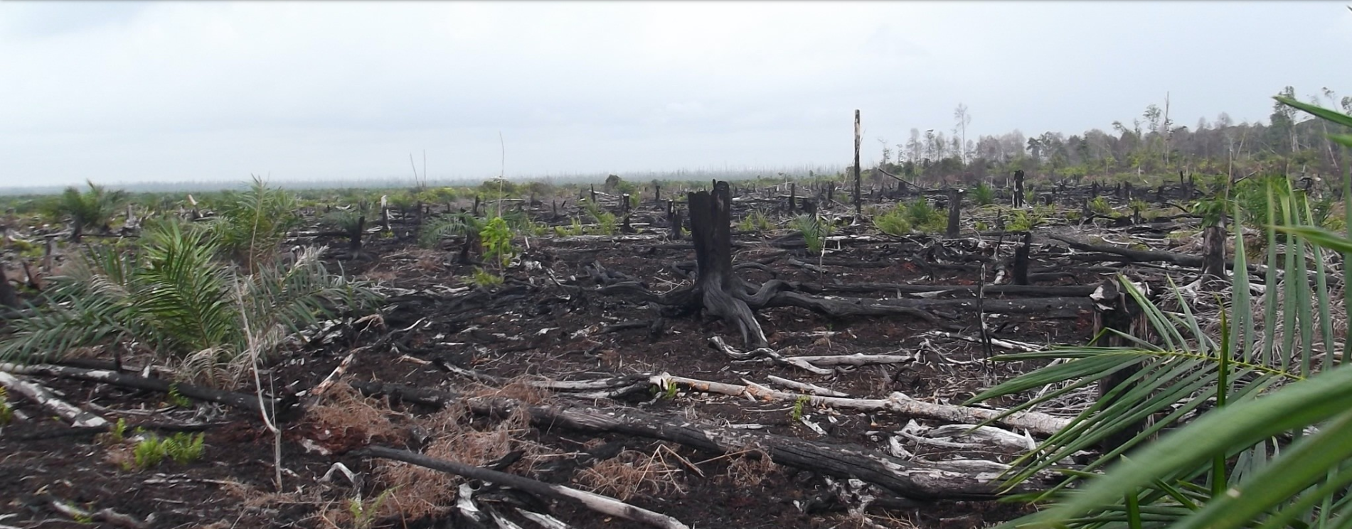 Kasus Kallista Alam: Eksisnya mafia peradilan kehutanan?