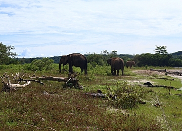 Merambah Rumah Gajah