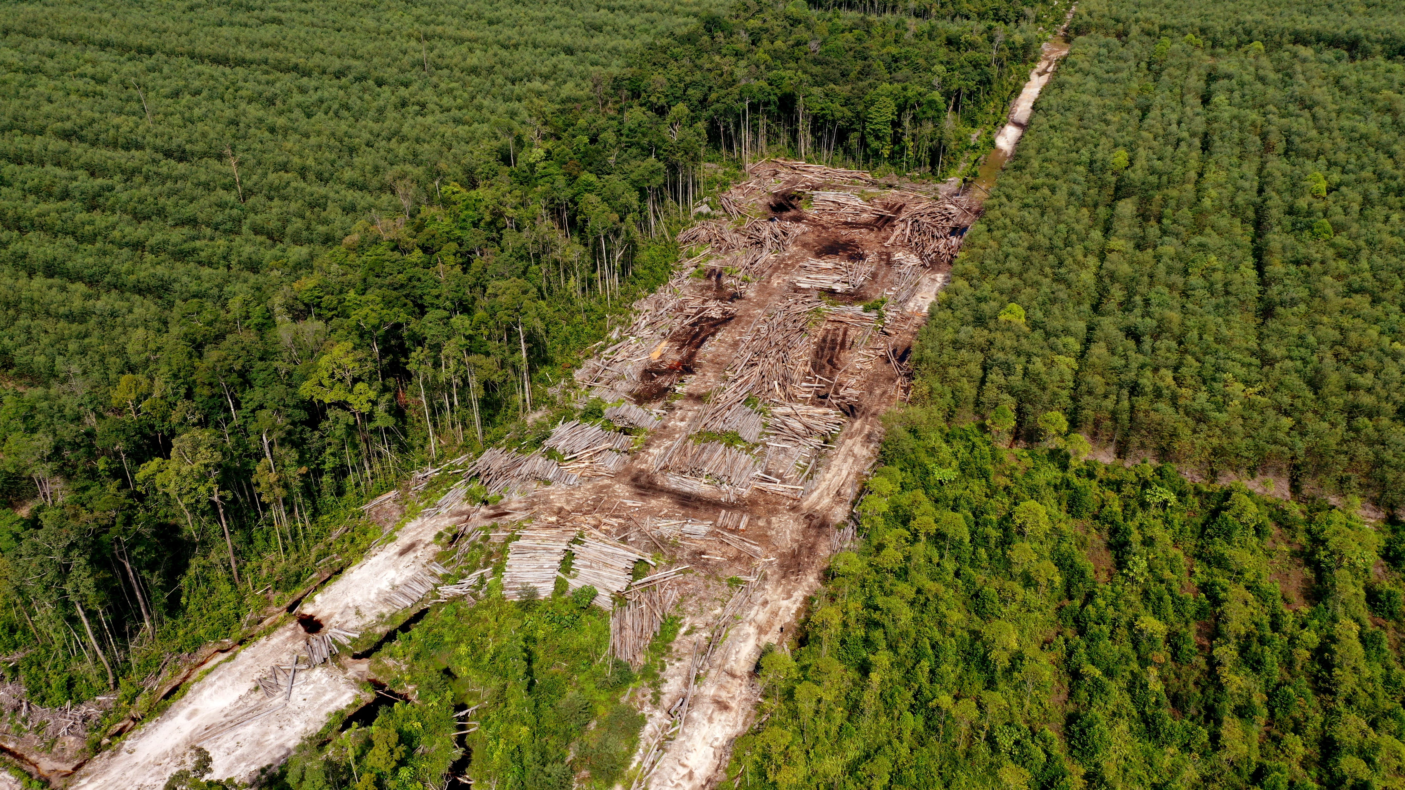 Paradoks PEFC: Salah satu pelaku deforestasi terburuk di Indonesia disertifikasi 'berkelanjutan'